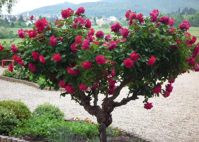 Tenner 3* Neustadt an der Weinstraße